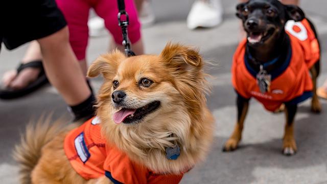 Perro con Jersey